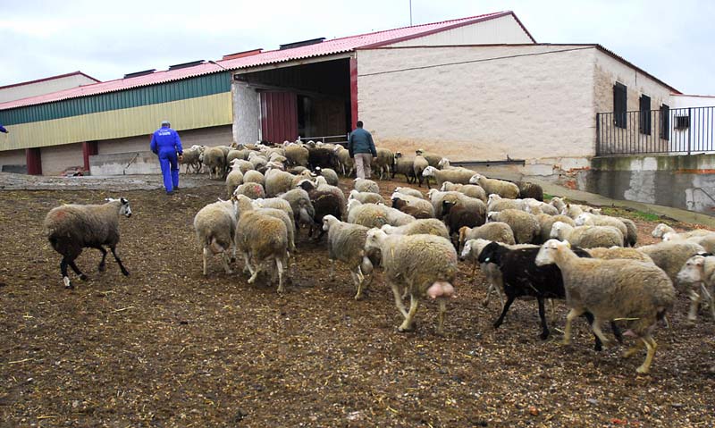 Manchego Cheese PDO with EVOO in cubes, Aged 12M, Cesar