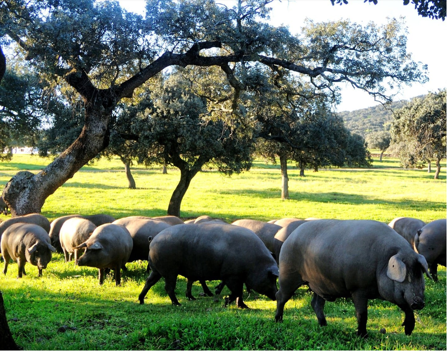 Acorn Fed 100% Iberico Chorizo PDO Dehesa de Extremadura