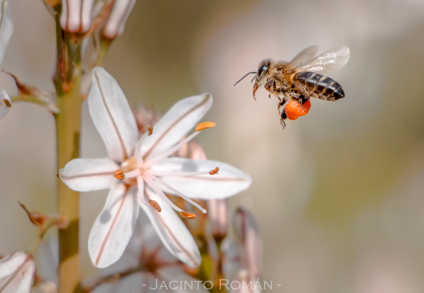 Forest Honey (Ecologic)